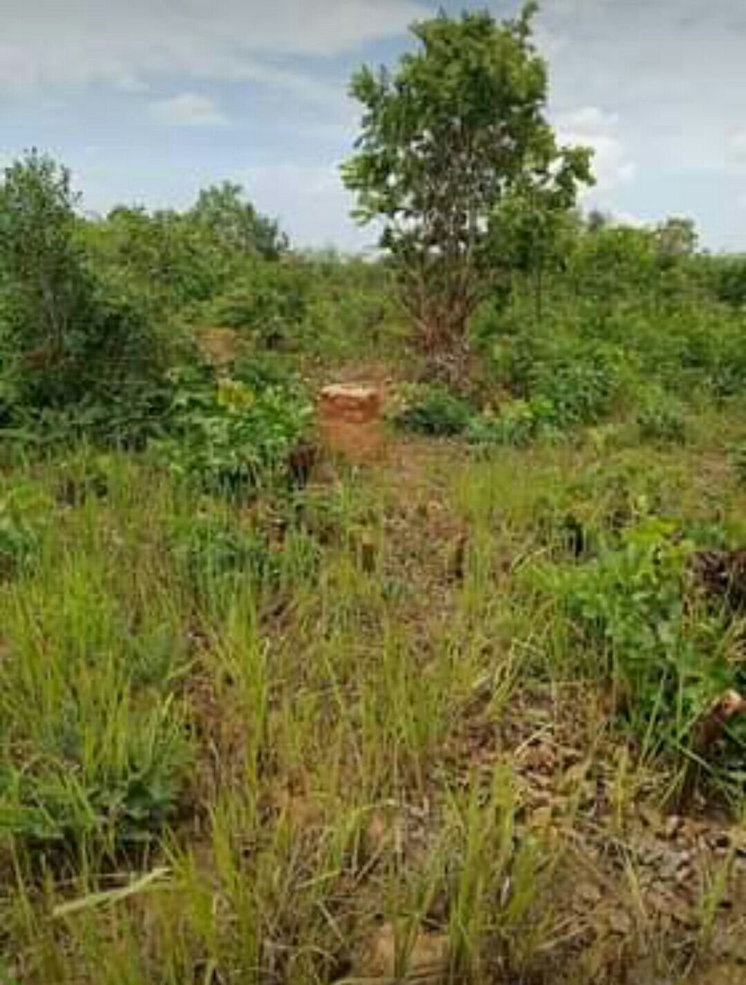 Terrain du côté tshamalale